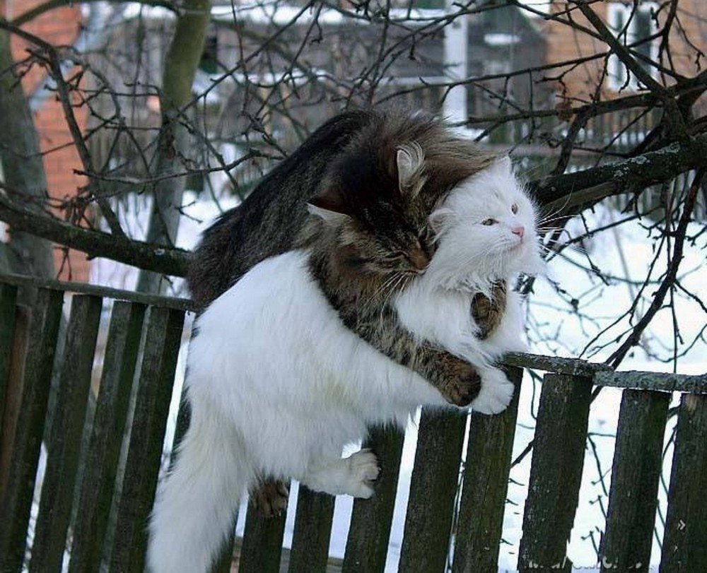 Мартовский кот на заборе
