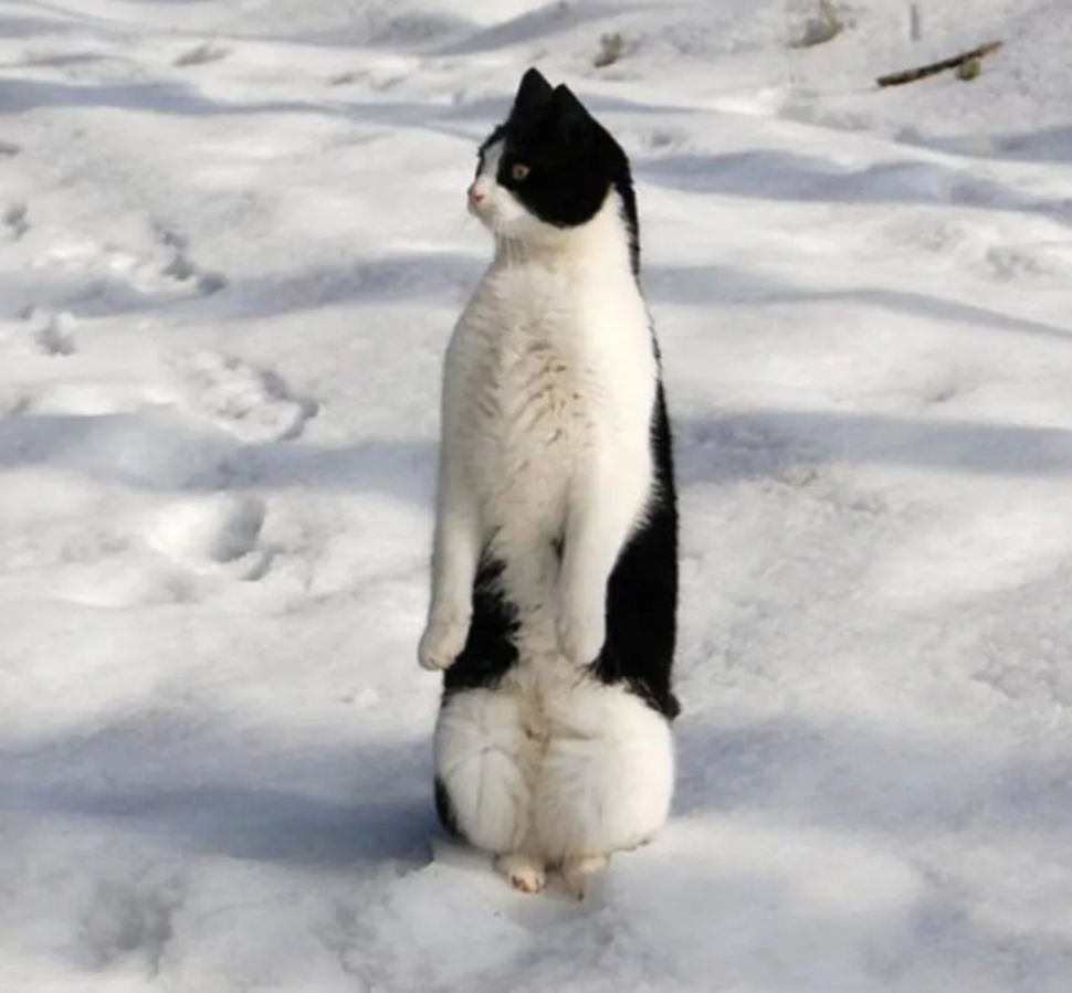 Кот на задних лапах в снегу