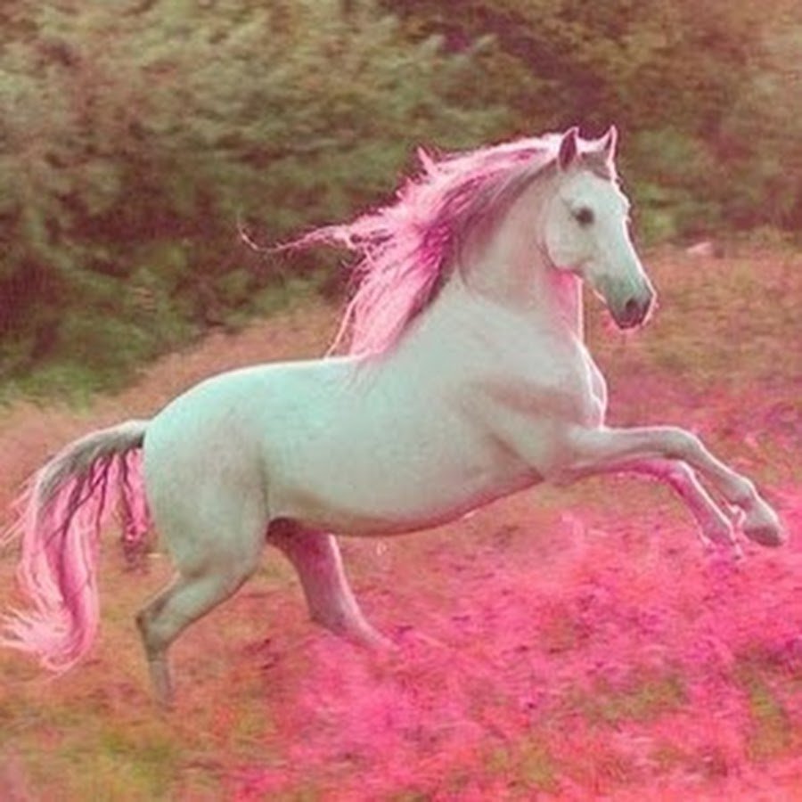 Конь с розовой гривой рисунок