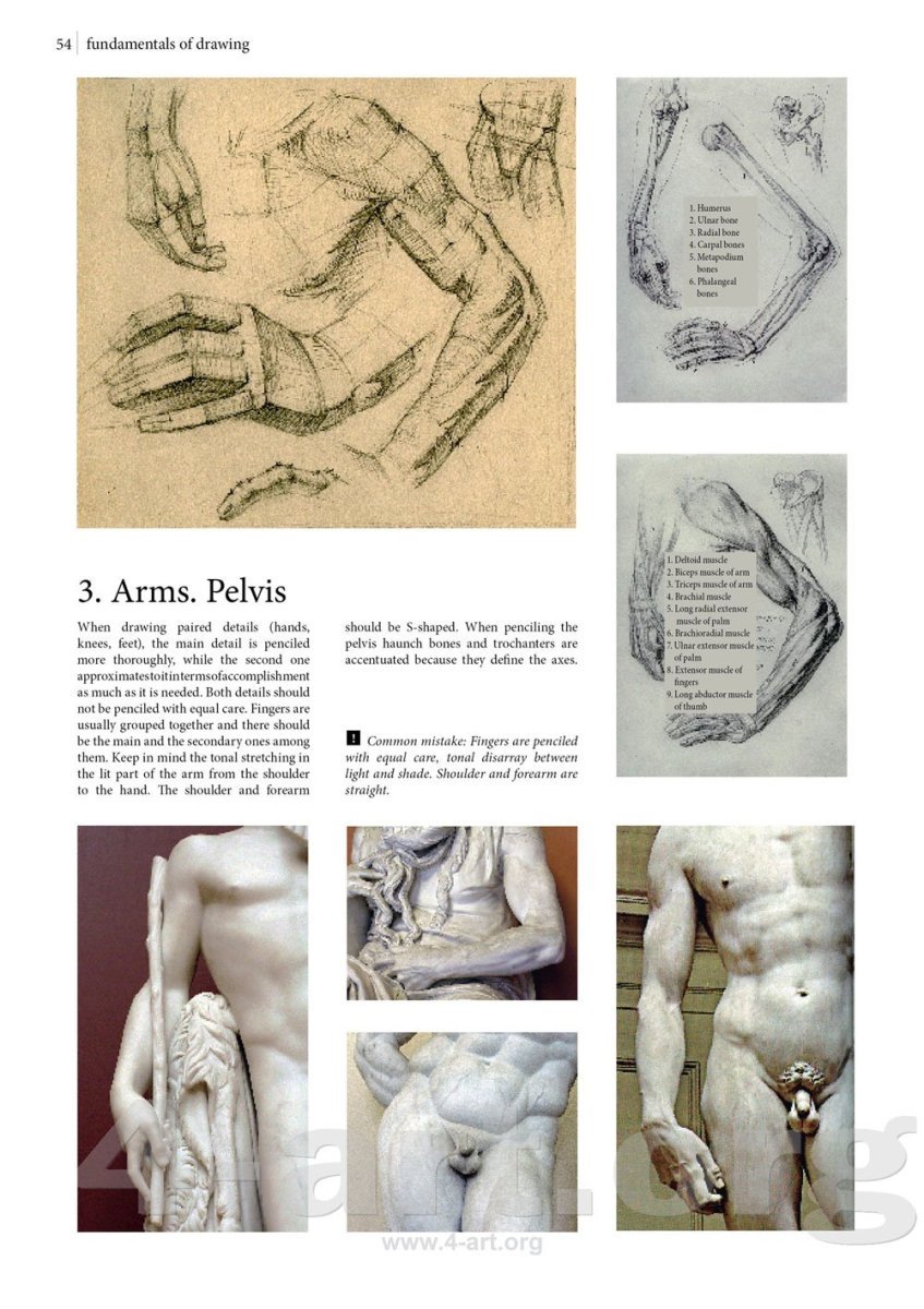 Могилевцев анатомия рисунка