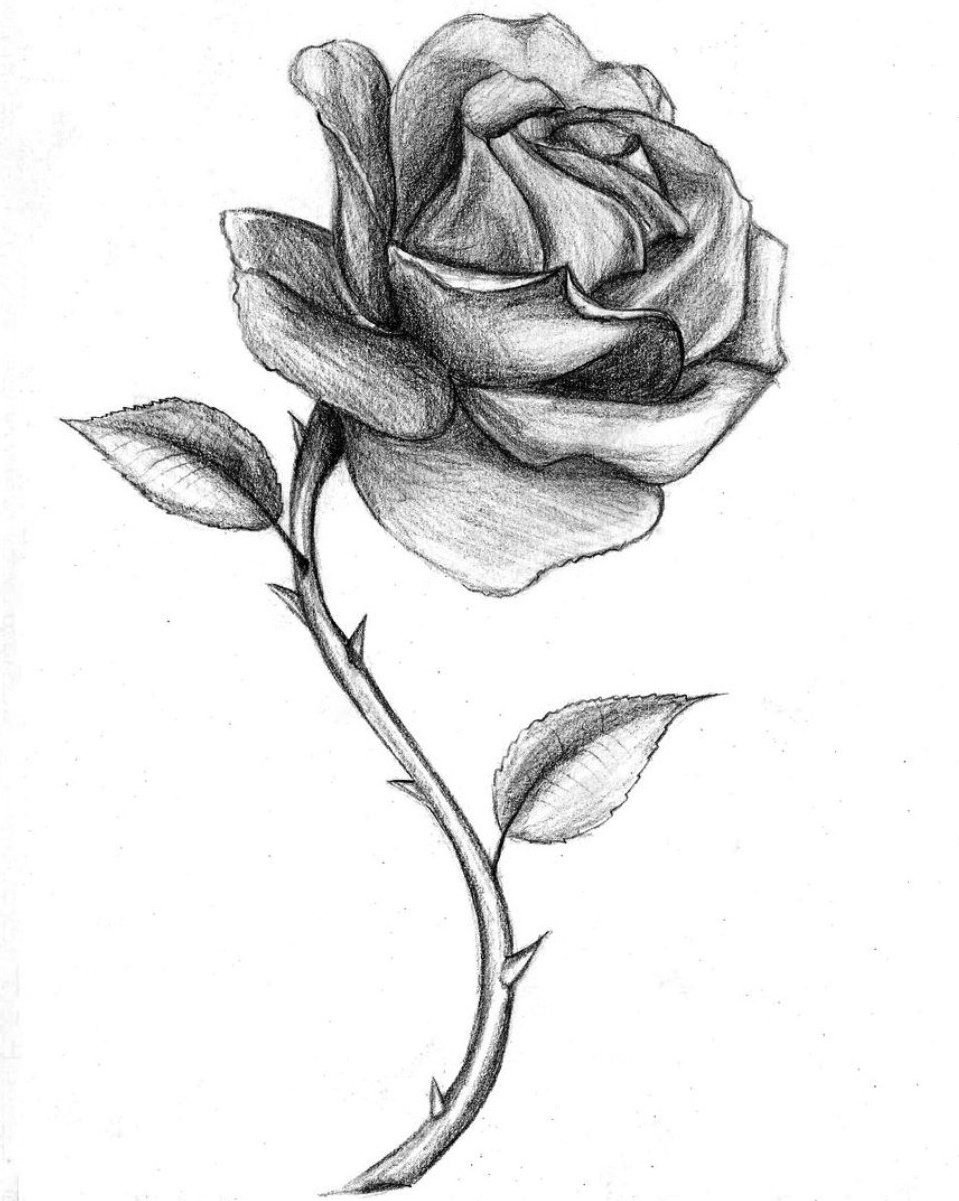 Роза набросок карандашом