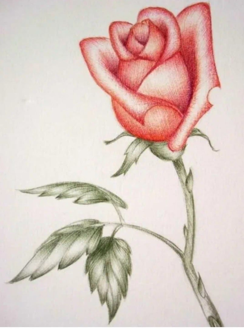 Красивые цветы для рисования карандашом
