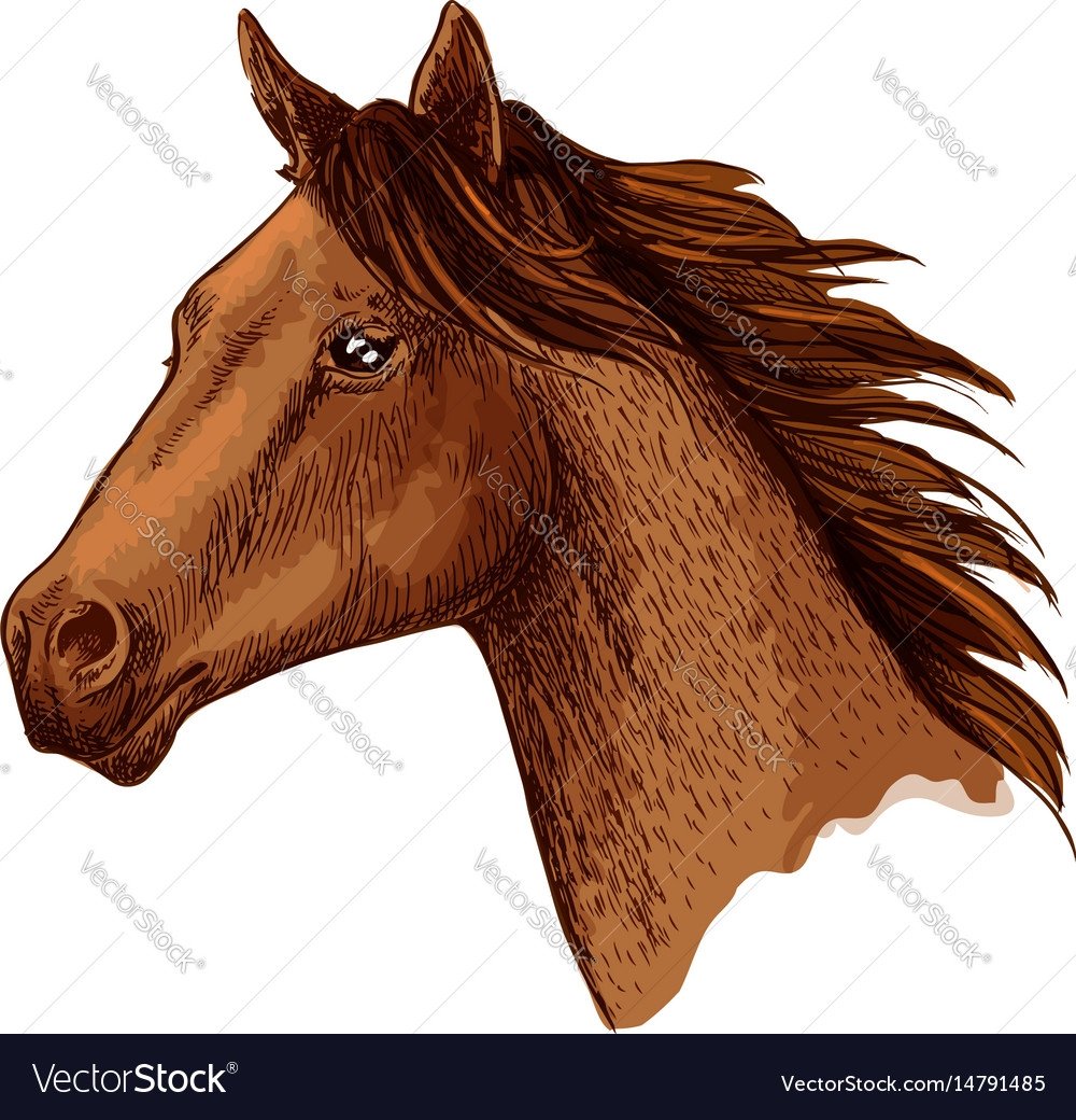 Голова коня цветная