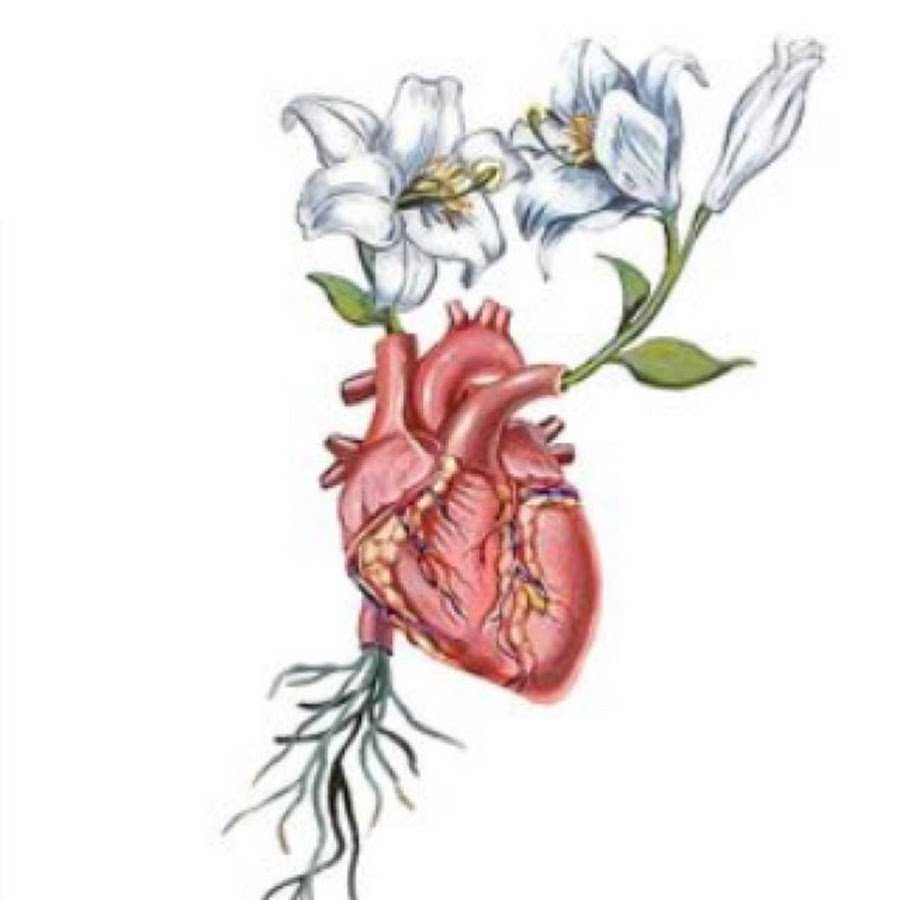 Анатомическое сердце рисунок