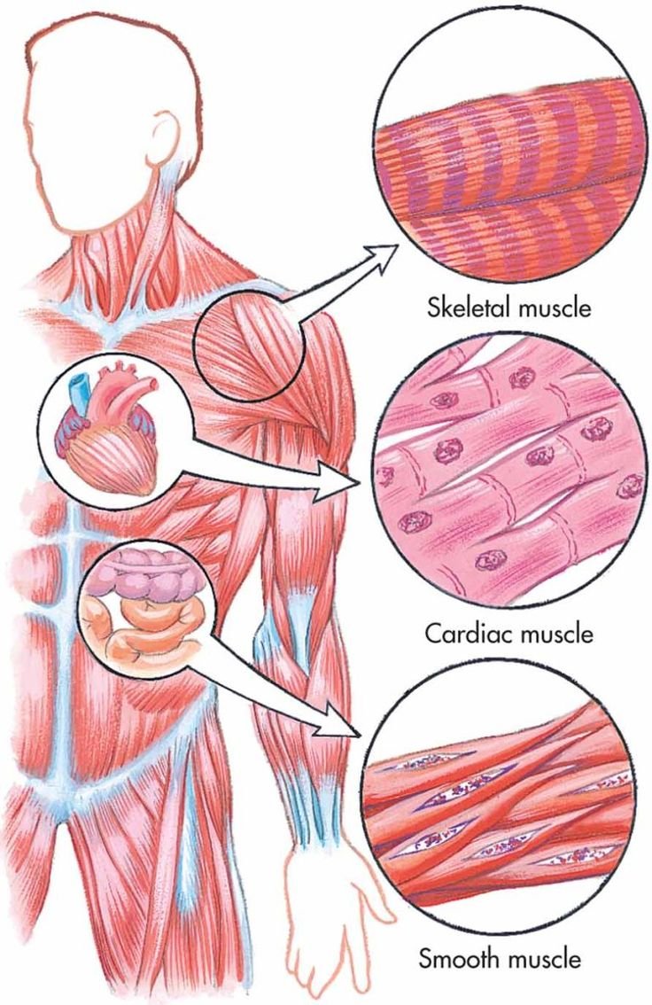 Мышечная ткань человека