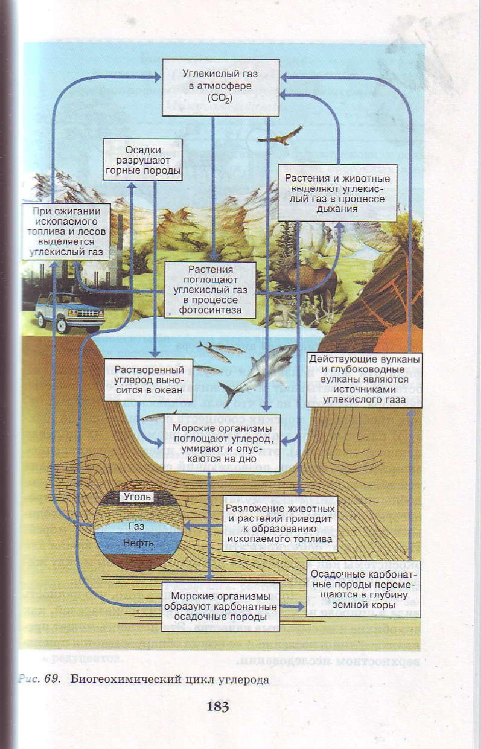 Круговорот углерода биохимический цикл