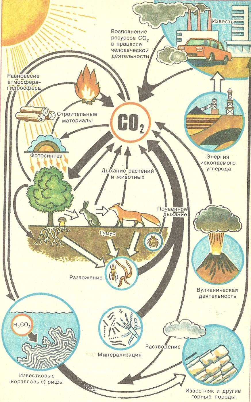 Схема круговорота углерода в экосистеме