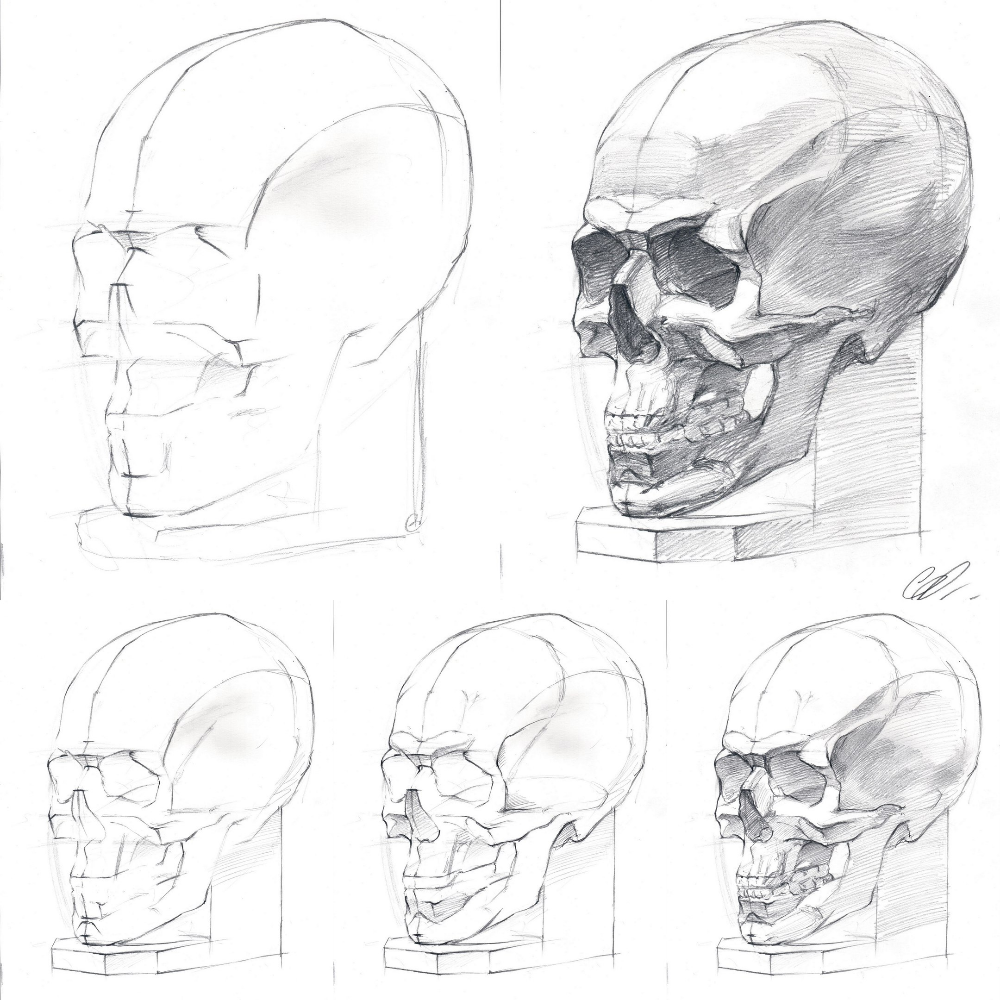 Пластическая анатомия череп в ФАС И сбоку