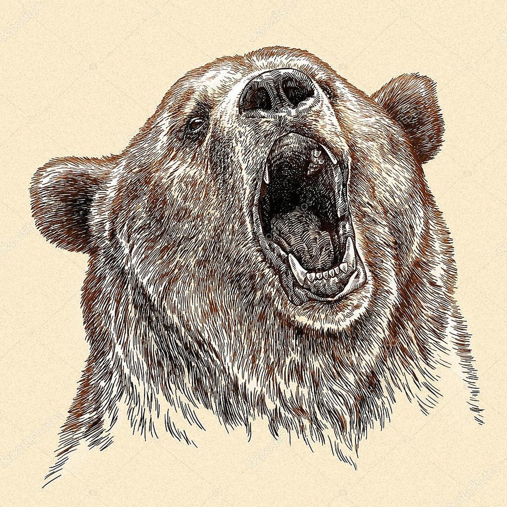 Голова медведя гравюра