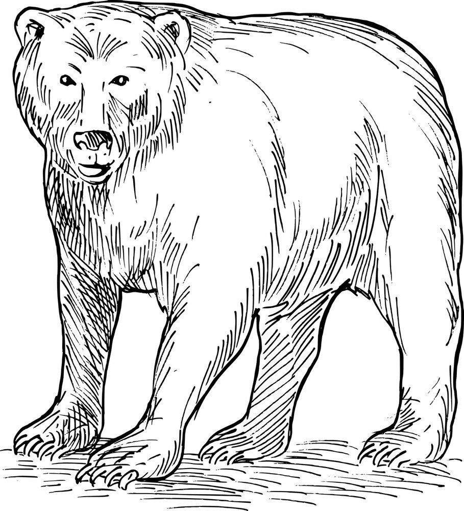 Бурый медведь рисунок карандашом для детей