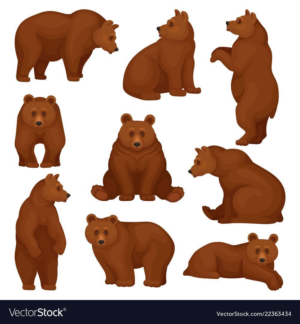 Медведь в разных позах