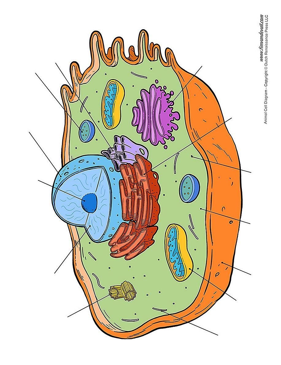 Цитология органеллы клетки