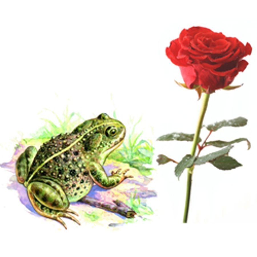 Жаба и роза Гаршин
