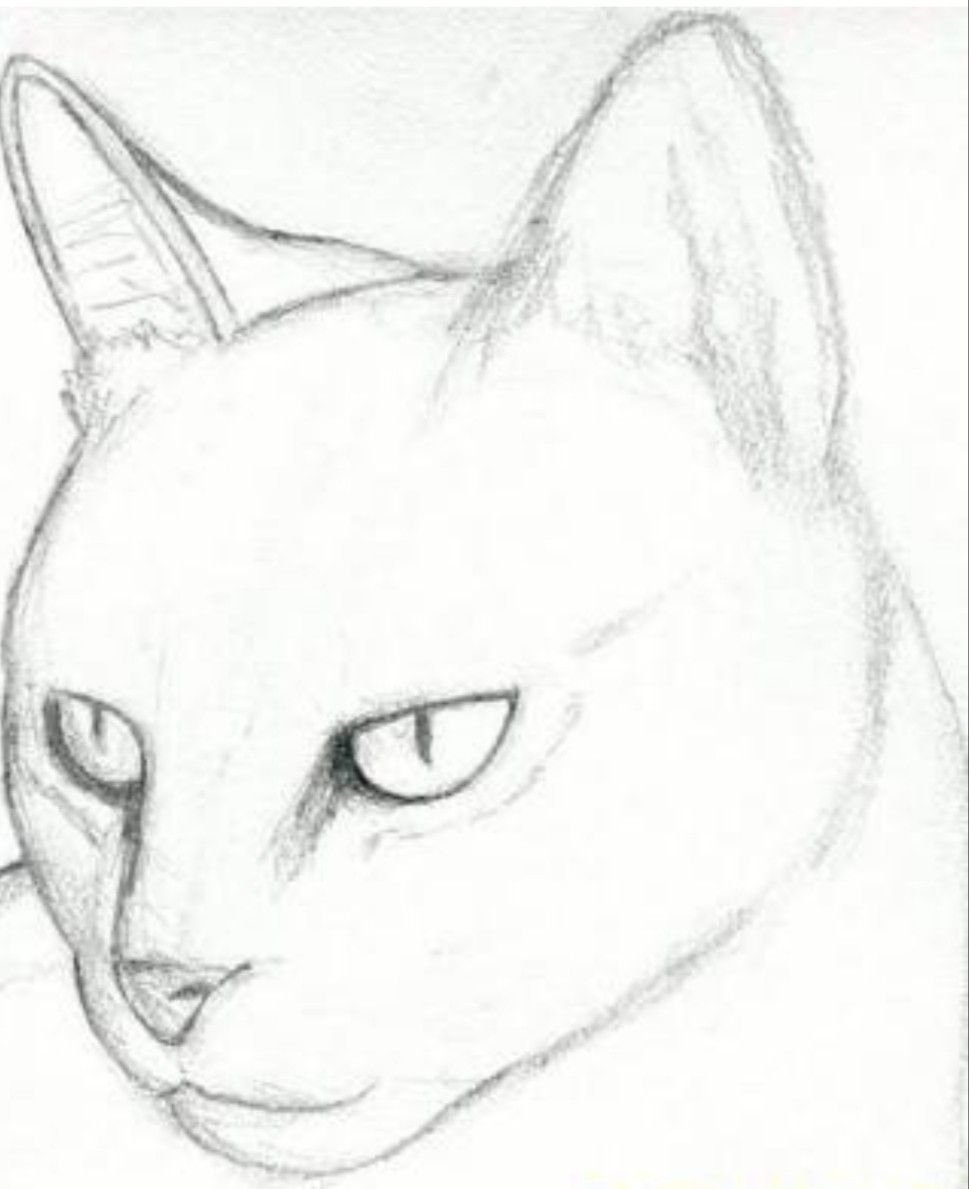 Рисунки котов карандашом