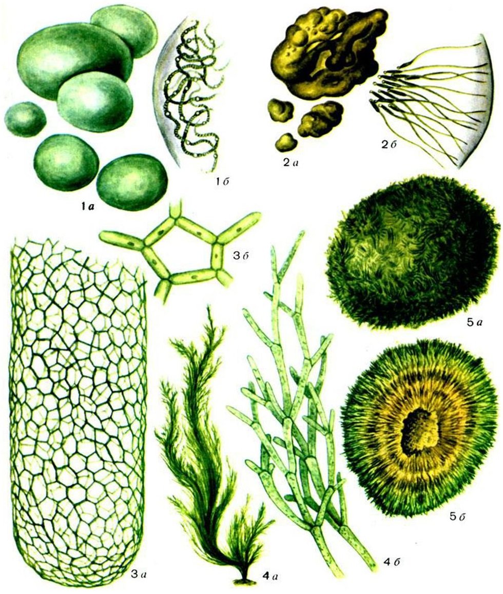 Строение таллома зеленых водорослей