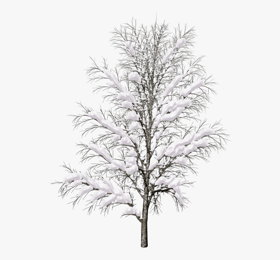 Дерево в снегу без фона
