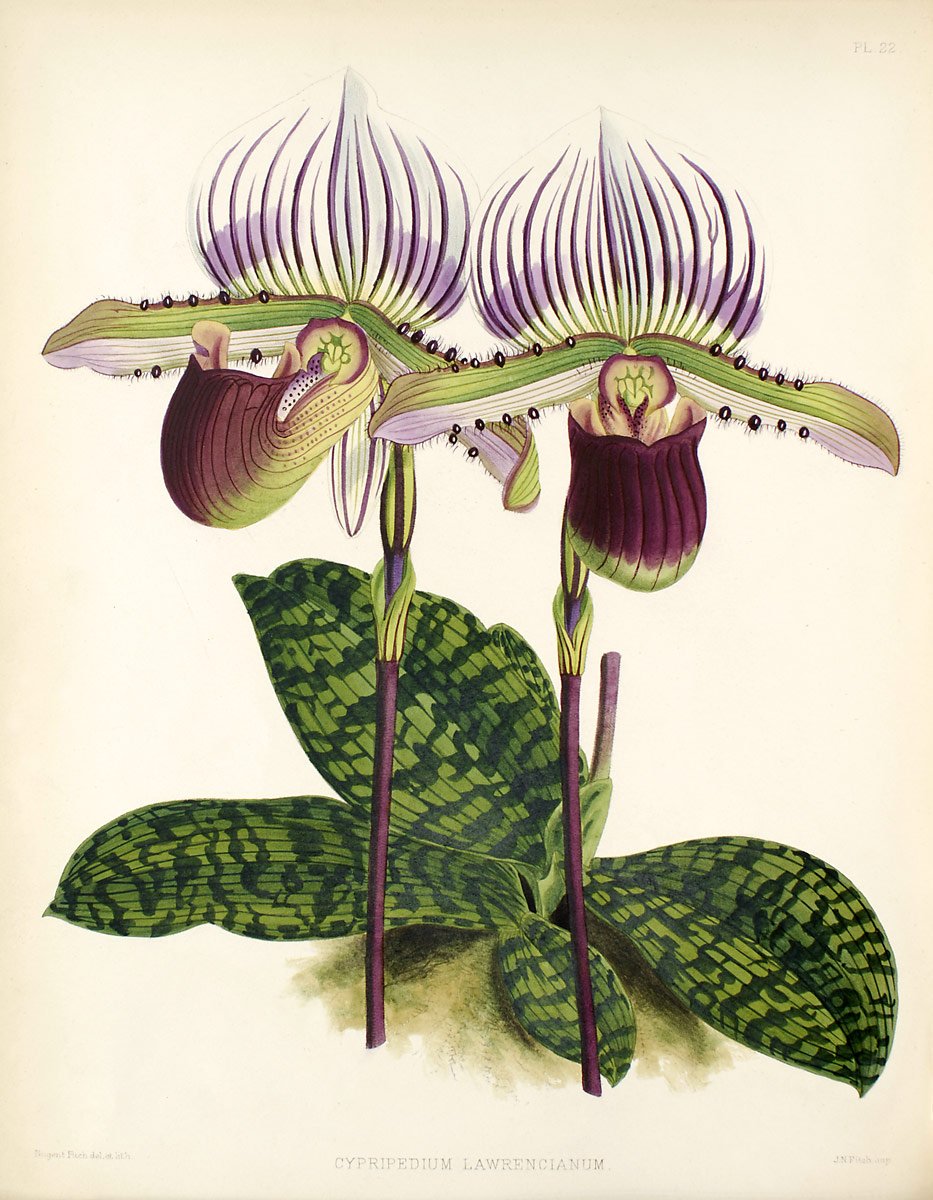 Paphiopedilum lawrenceanum