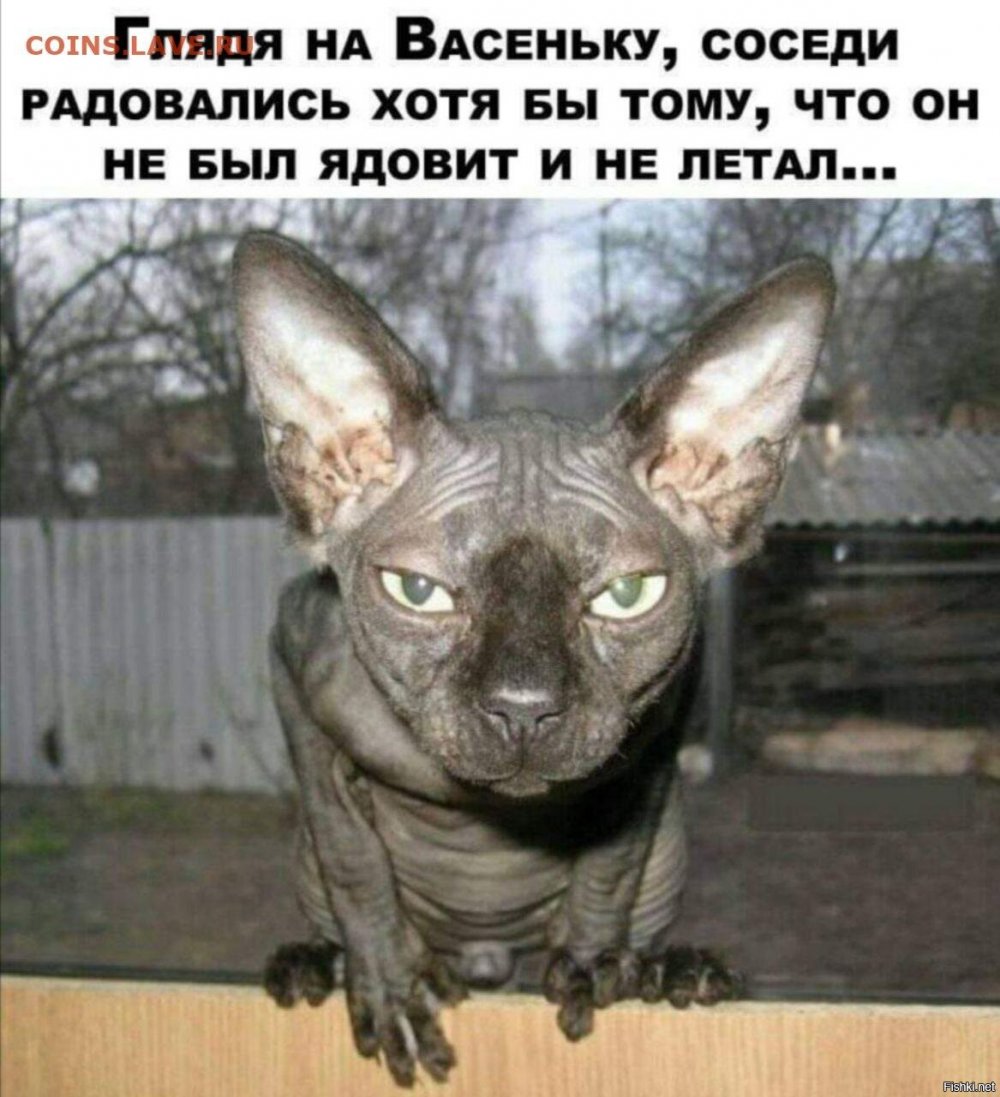 Сфинкс Васенька кот