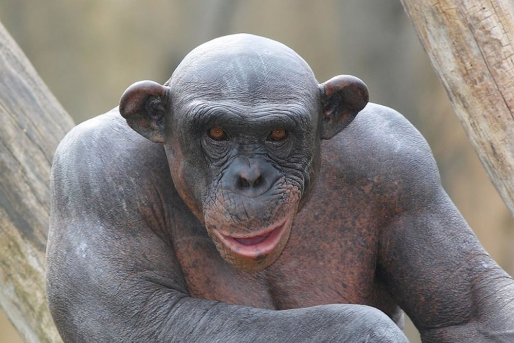 Шимпанзе Планета обезьян лысый