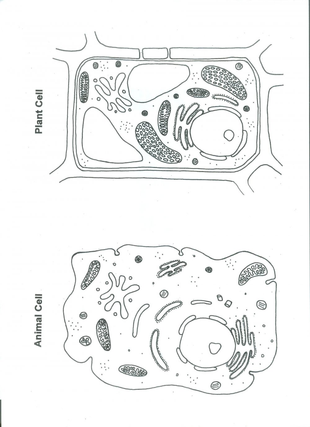 Строение растительной клетки чб