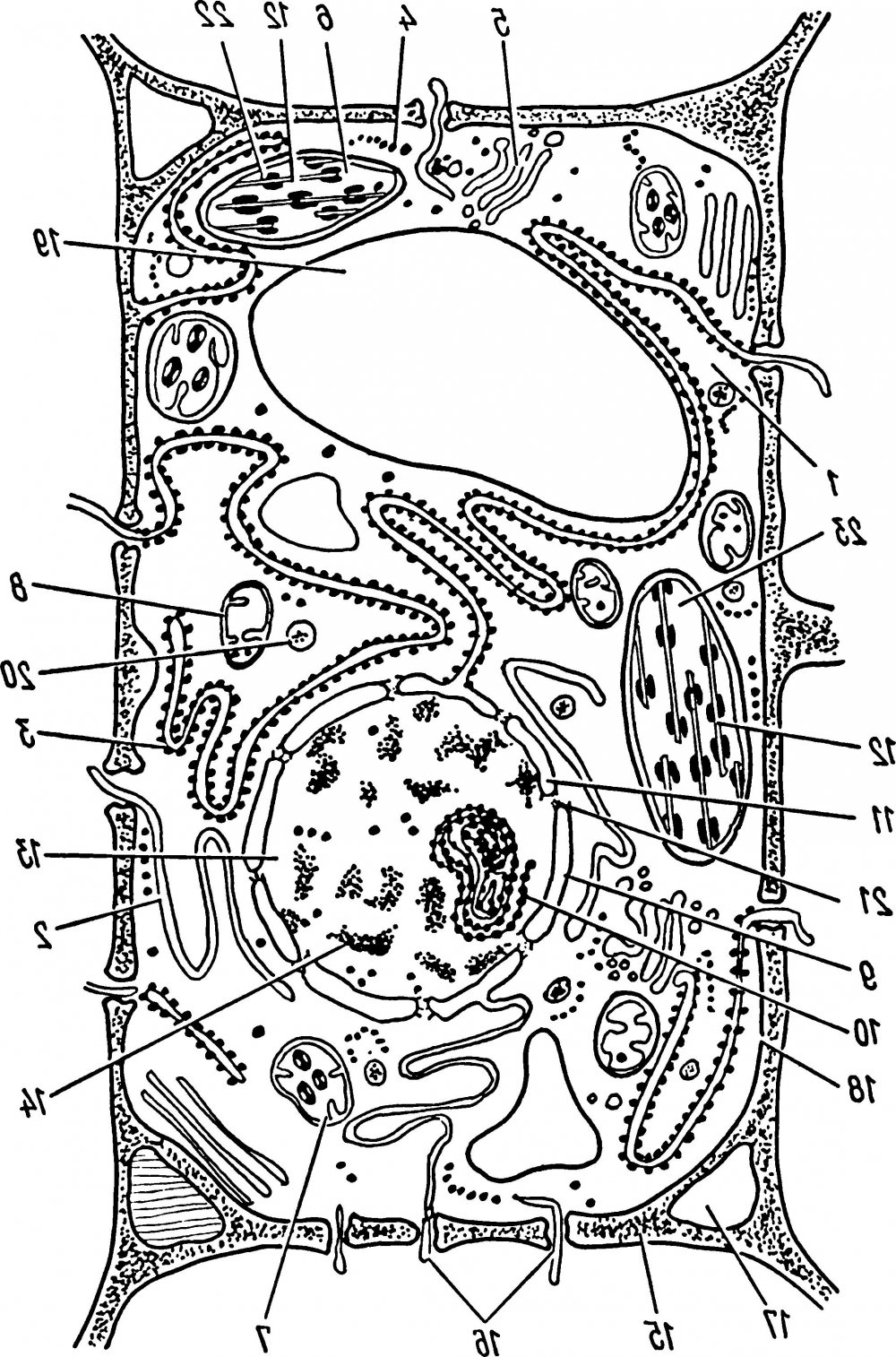 Схема строения растительной клетки рисунок с подписями