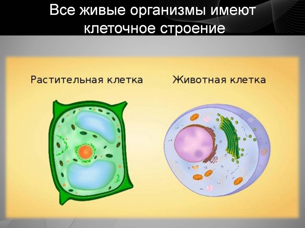 Клетка растения и клетка животного биология 5 класс