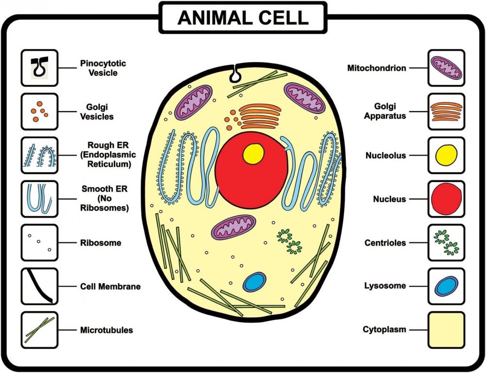 Модель строение животной клетки биология 5 класс