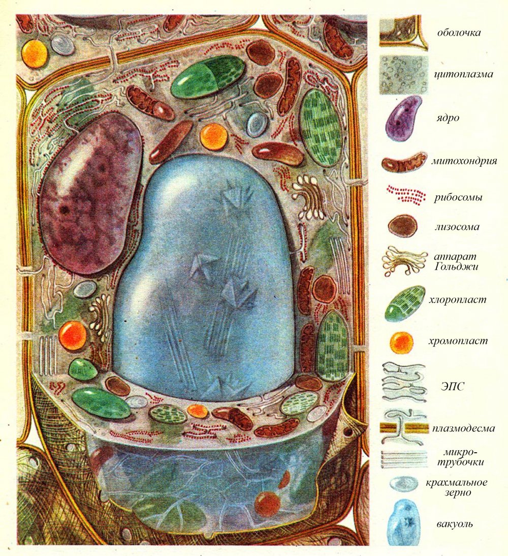 Вакуоль в клетке растений
