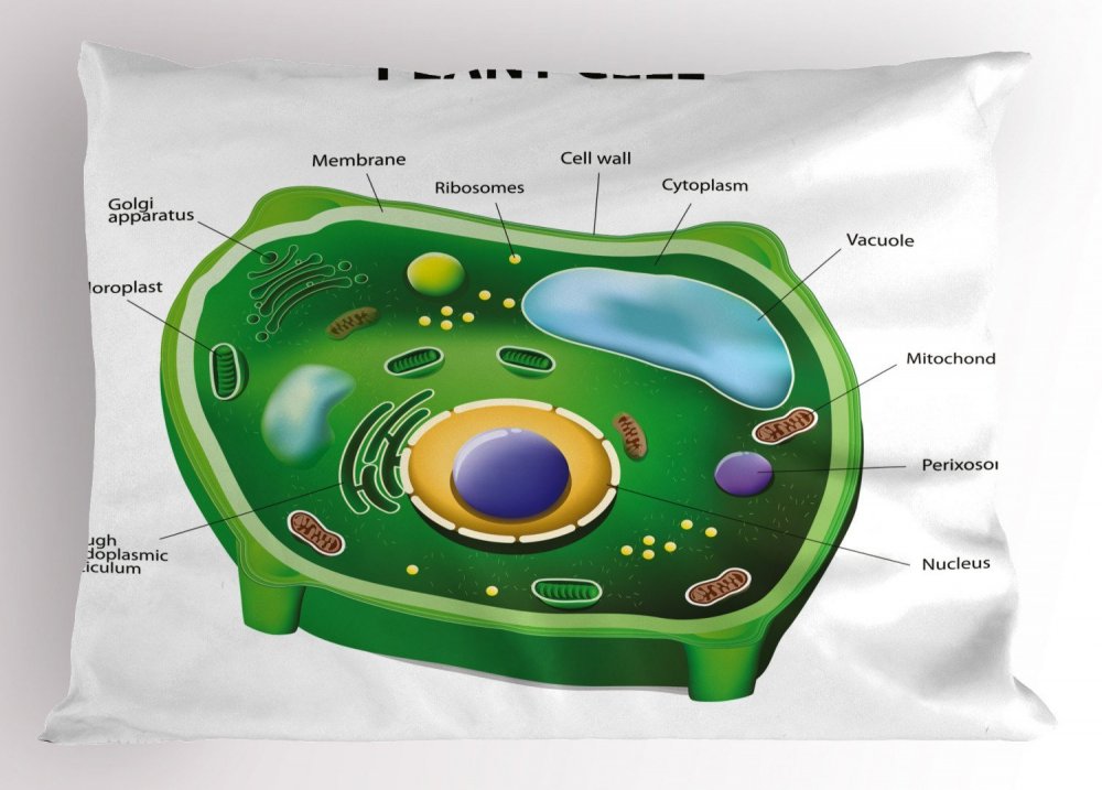 Модель растительной клетки 6 класс биология