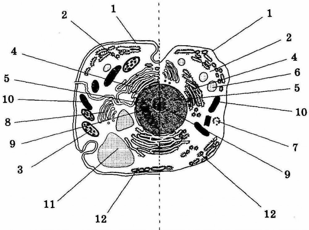 Органоиды растительной клетки схема