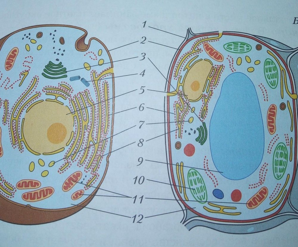 Строение органелл растительной клетки и животной клетки