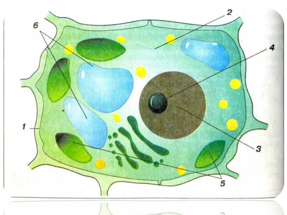 Клеточное строение растительной клетки