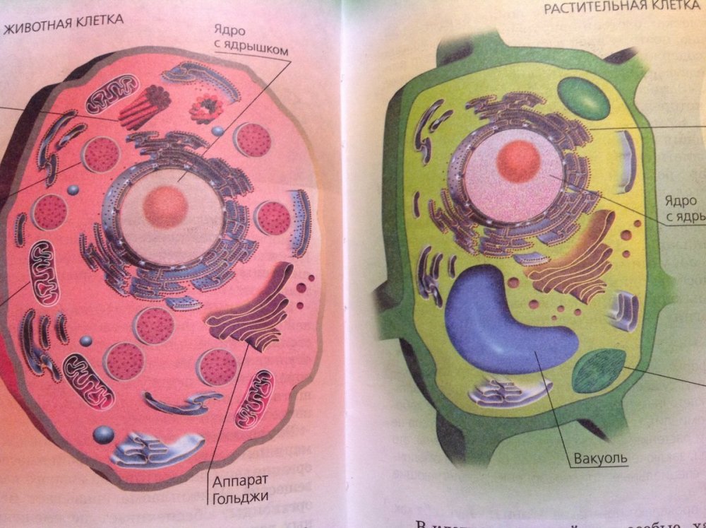 Строение растительной и животной клеток 5 класс биология рисунок