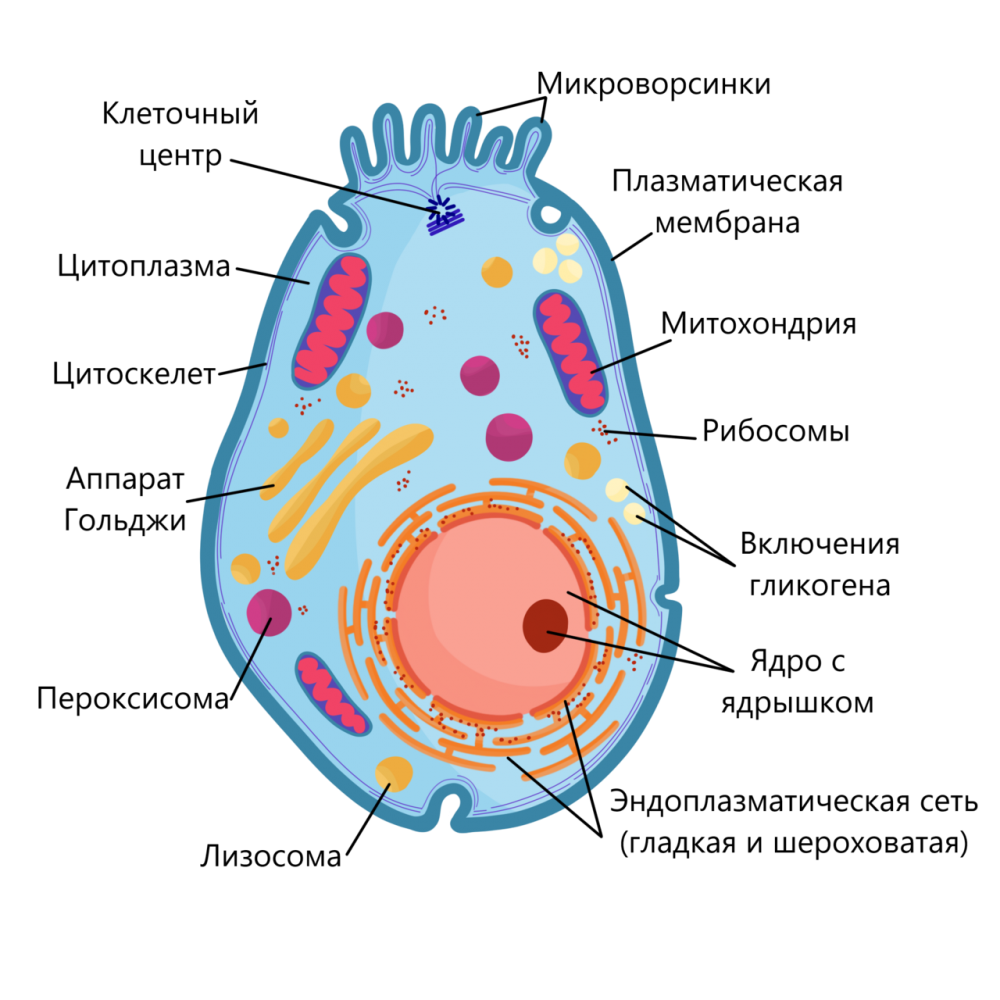 Строение животной клетки эукариот