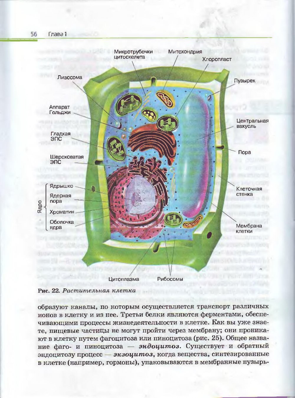 Клетка растения 10 класс