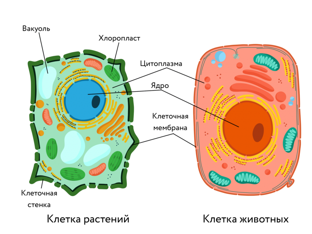 Ядро в эукариотической растительной клетке
