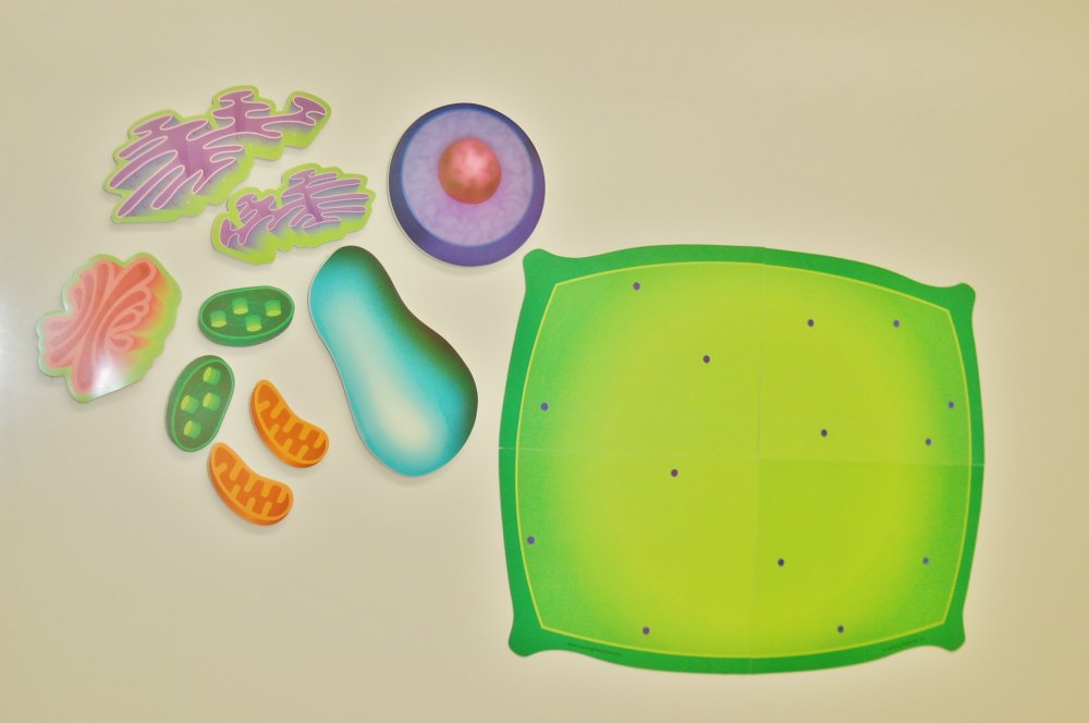 Модель аппликация растительной клетки 5 класс биология