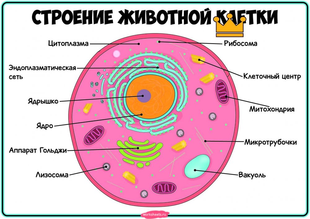 Схема строения клетки человека