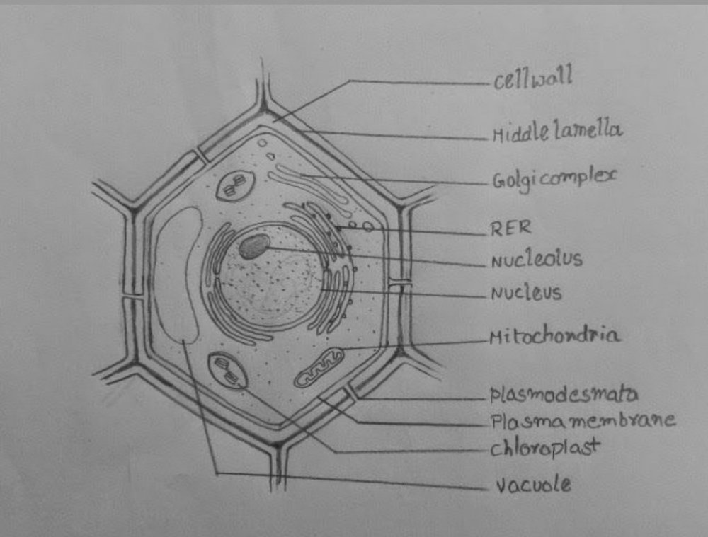 Клетка растений диаграмма