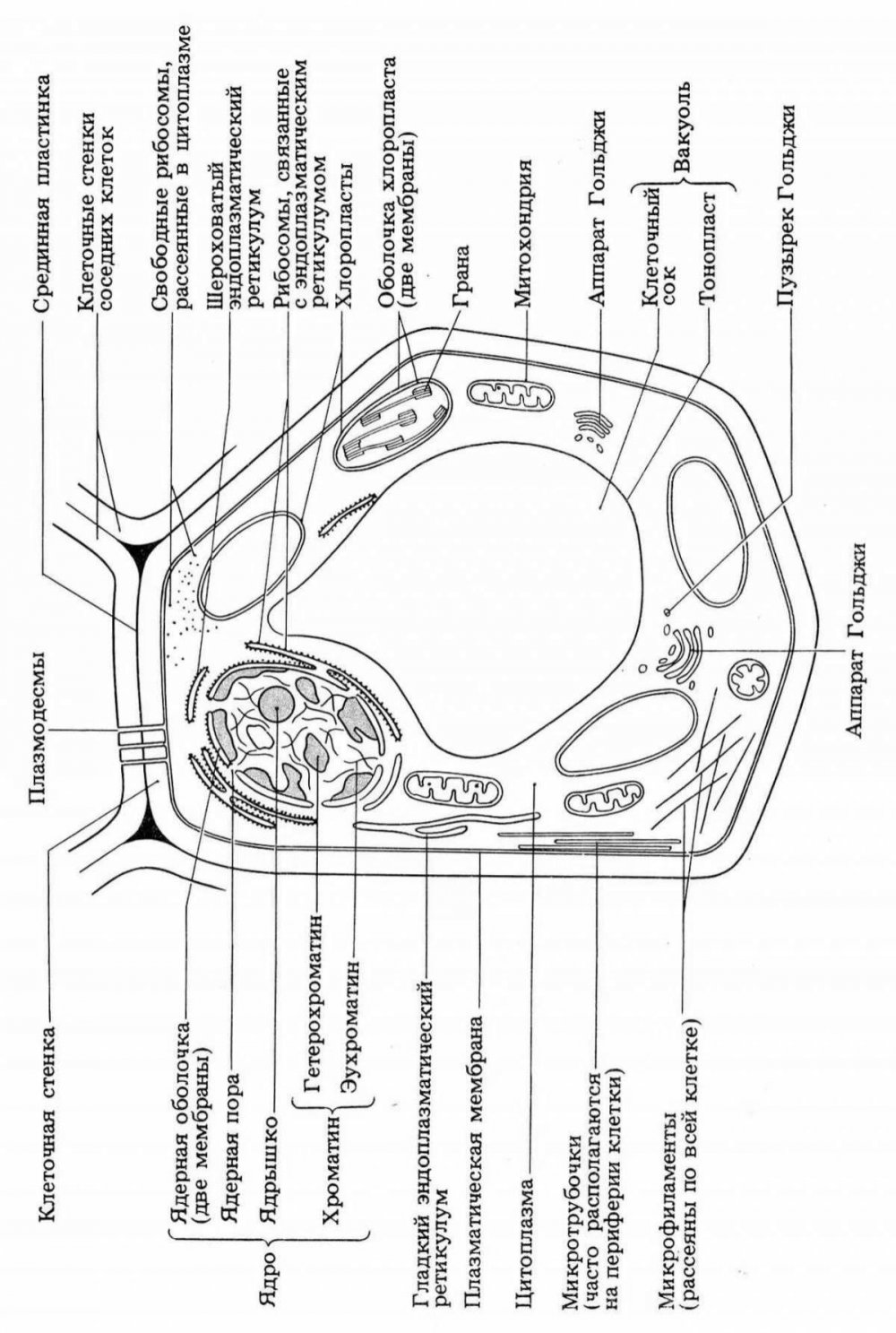 Схема строения растительной клетки