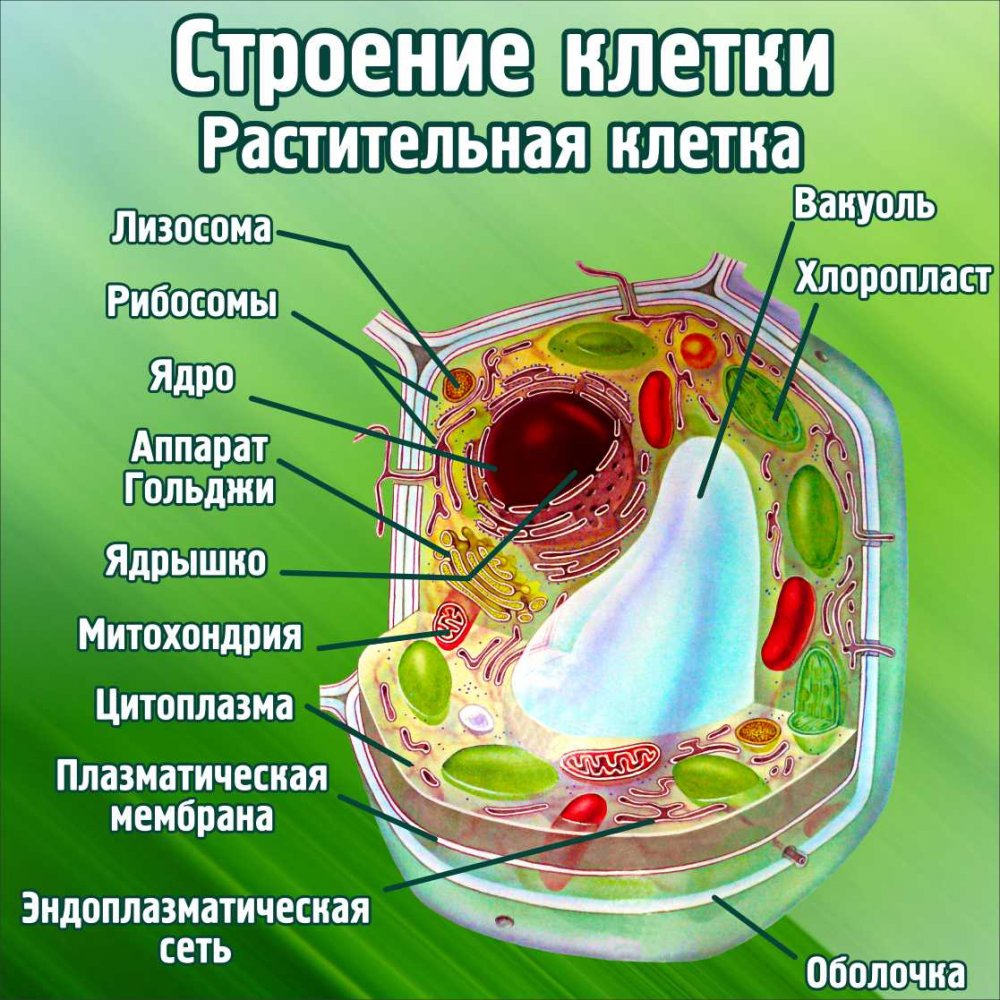 Растительная клетка