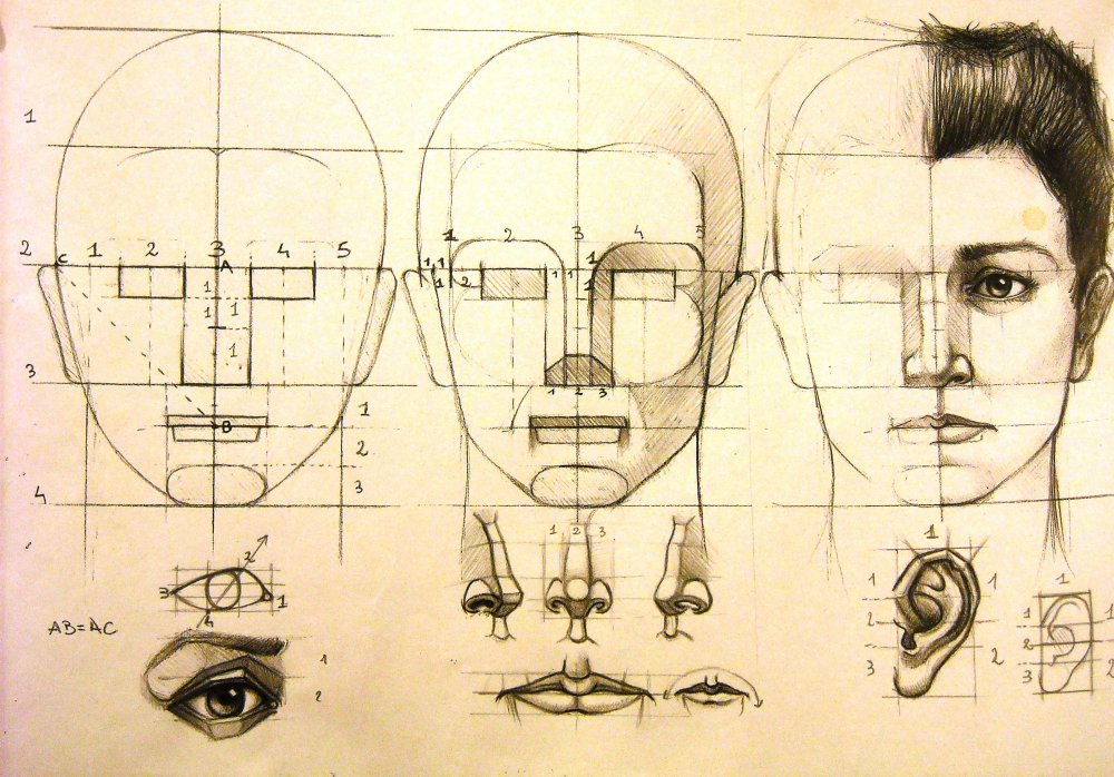 Портрет (конструкция головы человека. Анфас, профиль)