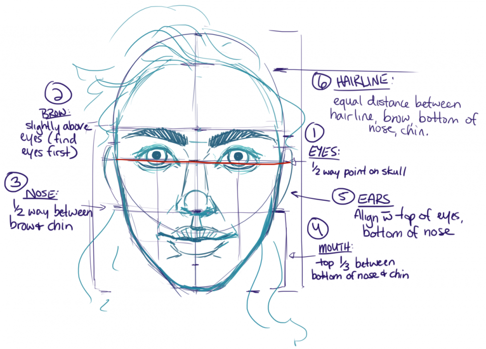 Строение лица человека для рисования