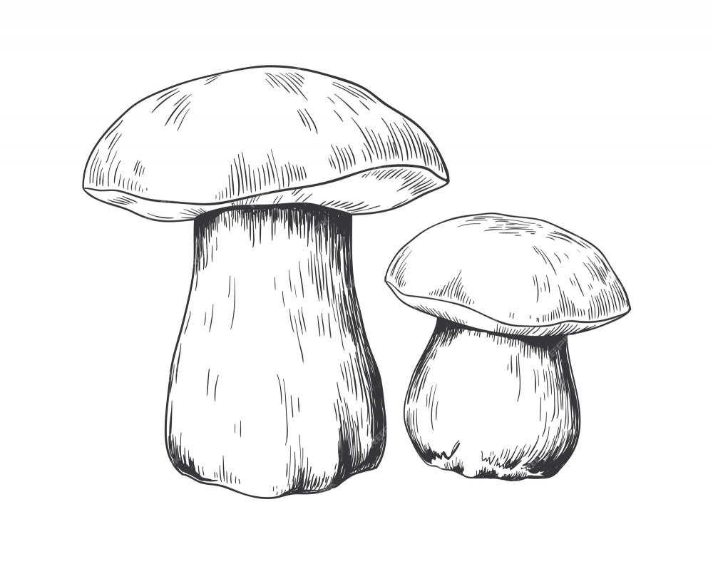 Белый гриб рисунок карандашом