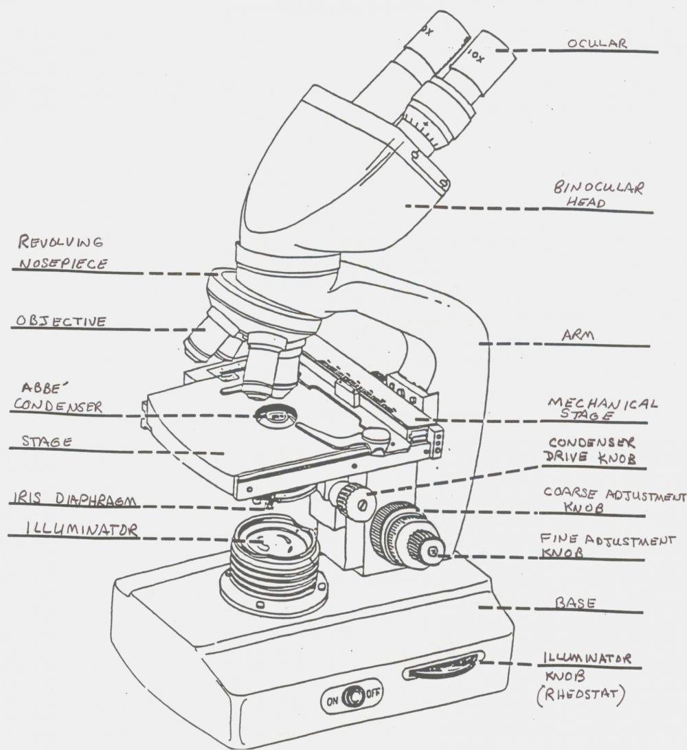 Строение бинокулярного микроскопа схема