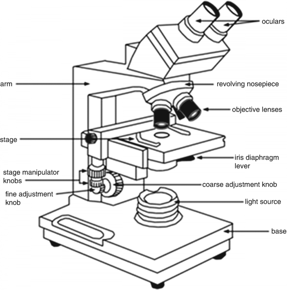 Бинокулярный микроскоп рисунок с подписями