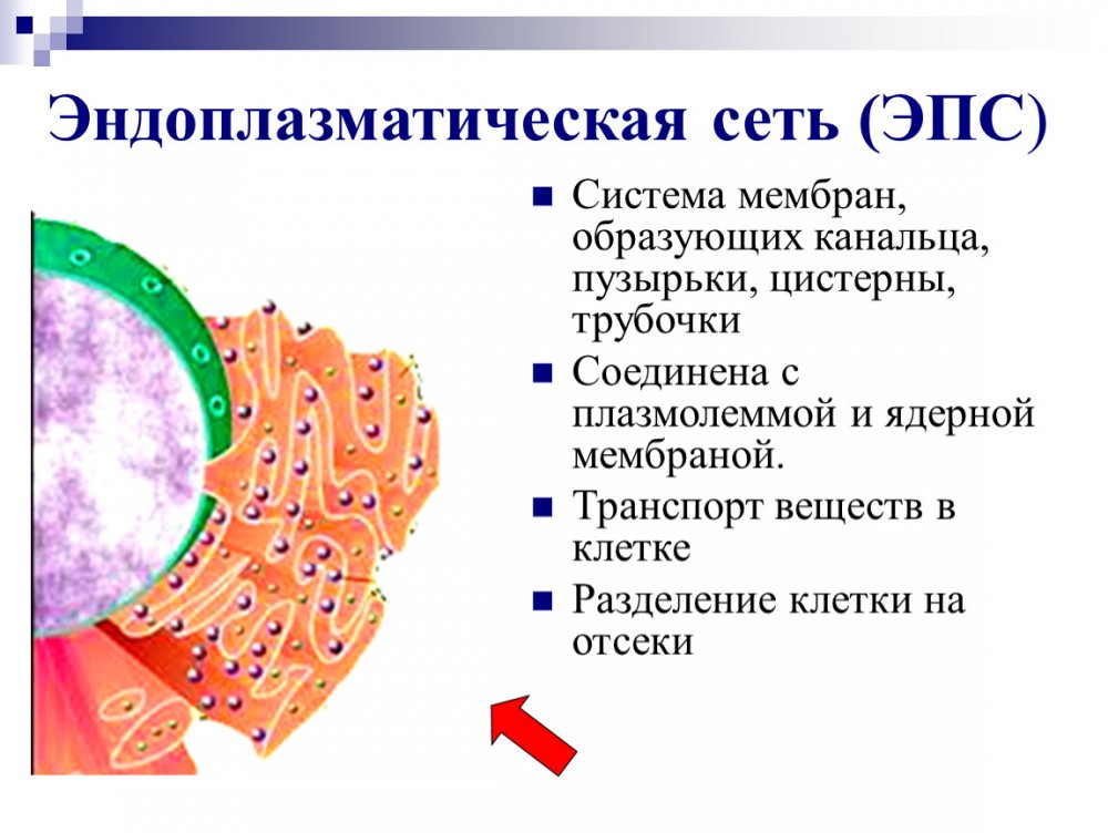 Органоиды клетки эндоплазматическая сеть