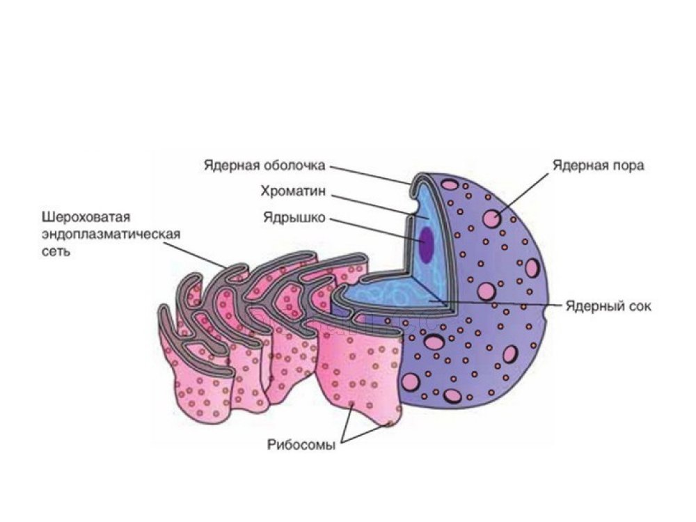 Эндоплазматическая сеть с ядром в клетке