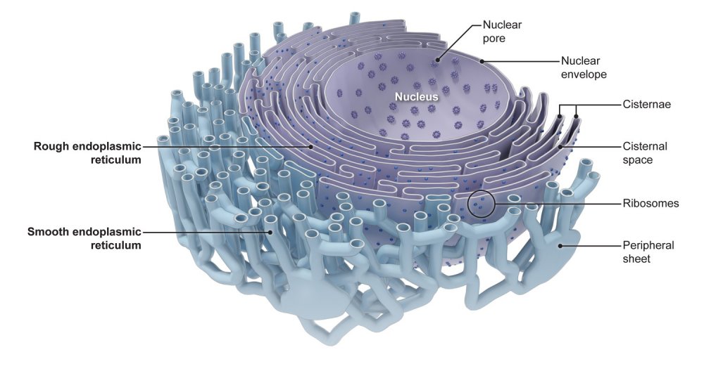 Эндоплазматическая сеть растительной клетки