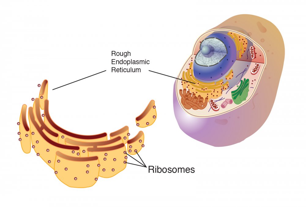 Structure of the endoplasmic reticulum